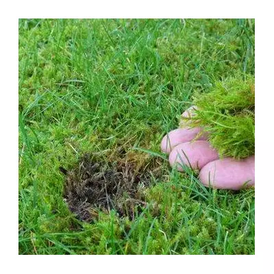 Banish Lawn Moss Naturally for 65p with Baking Soda Hack