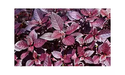 Brazilian Herb 'Joseph's Coat' Offers New Hope for 10 Million UK Osteoarthritis Sufferers