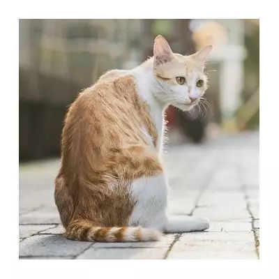 Cat's Turkey Raid Sparks Hygiene Debate After Owner's TikTok Goes Viral