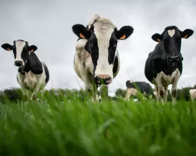 China Slaps EU Dairy with Tariffs up to 42.7% in Retaliatory Trade Move