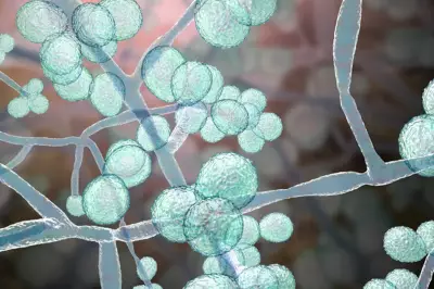 Deadly 'Superbug' Fungus Spreading Across Half of US, CDC Warns