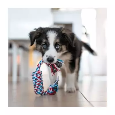 Dog Trainer Reveals Why You Should Never Say 'No' to Your Puppy