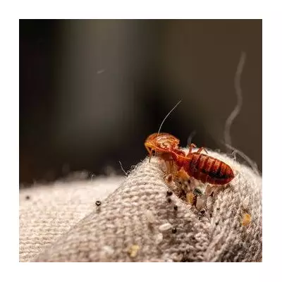 Expert's Guide to Avoiding Bed Bugs on Your Christmas Getaway