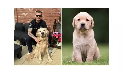 Guide Dog Waiting Times Hit Two Years as Costs Soar to £102,000 Per Dog