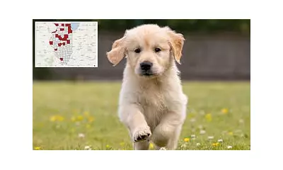 Illinois Confirms First Dog Rabies Case Since 1994 in Adopted Puppy