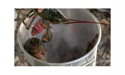Labour Bans Boiling Lobsters Alive in Sweeping Animal Welfare Crackdown