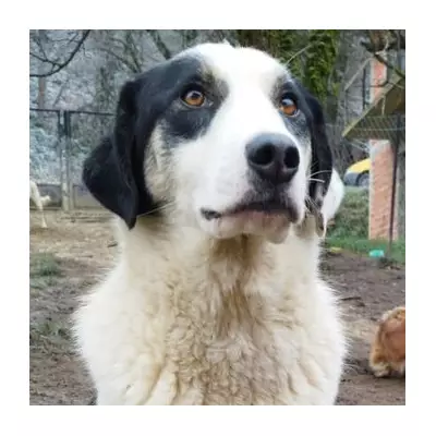 Loving Dog Waits 365 Days for a UK Home After Rescue from Bosnia