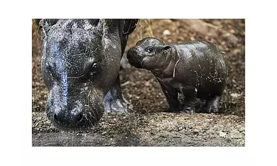 Pygmy Hippo Calf Makes Debut at German Zoo Amid Conservation Concerns