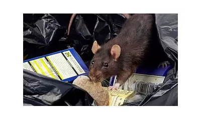 Rat Complaints Soar to 20,000 in Scotland as Funding Cuts Bite