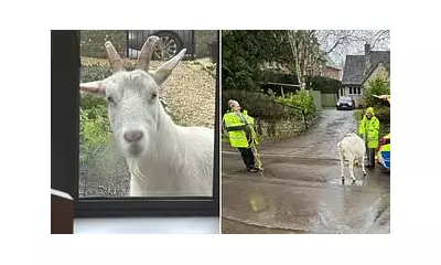 Riot Shields Deployed as Rampaging Goat Chases Woman in Wiltshire Village