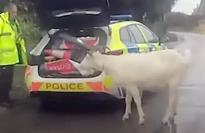 Riot Shields Deployed in Wiltshire to Recapture Escaped Goat