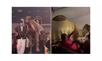 Texas Megachurch Camel Attack: Woman Hospitalised After Christmas Show Incident