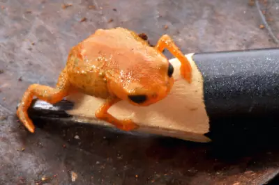 Tiny Orange Toad Discovered in Brazil, Fits on Pencil Tip