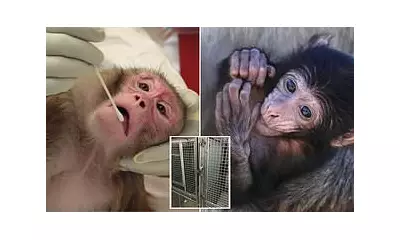 Trump Administration Halts CDC Primate Research in Major Animal Testing Shift