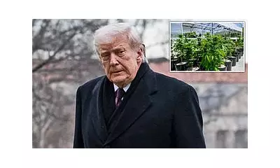 Trump Defies GOP, Signs Executive Order to Reclassify Marijuana for Research