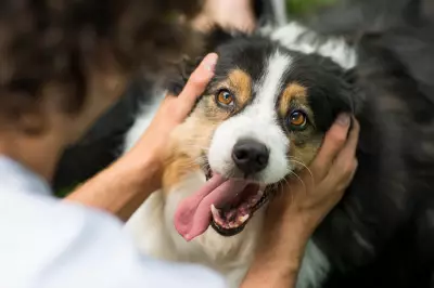 UK Government Proposes Ban on Electric Shock Dog Collars in New Animal Welfare Strategy