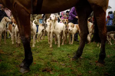 UK Government Unveils Sweeping Animal Welfare Strategy: Shock Collars and Trail Hunting Face Ban