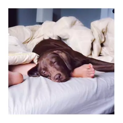 What Your Dog's Sigh Really Means: Experts Decode Canine Communication