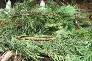 10 Million Trees in Landfill: Eco-Friendly Ways to Recycle Your Christmas Tree