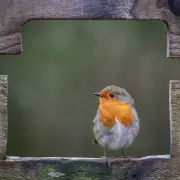 2 Simple Foods to Attract Robins to Your UK Garden This Winter