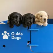 893 Blind Brits Face Long Wait for Guide Dogs Amid Volunteer Shortage