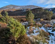 Ancient Caledonian Forest Stages Quiet Comeback in the Cairngorms