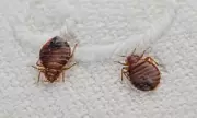 Bedbug Winter Surge: Heating and Hot Water Bottles Could Revive Pests