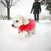 Bernese Mountain Dog Saves Dying Canine in Snowy Alberta Rescue