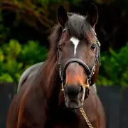 Blue Bresil, Sire of Constitution Hill, Dies Aged 20 at Irish Stud