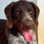 Bouncy Street Dog Balu Seeks UK Home After 5-Year Search