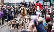 Boxing Day Hunt Defies Packham & Council Amid Labour Ban Plans
