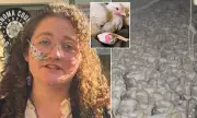 California activist gets 60 days jail for 'rescuing' four chickens from slaughterhouse