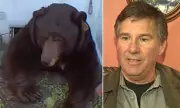 California Homeowner Threatens to Sue State After 550-Pound Bear Evades Capture