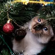 Cat Owners Warned of 'Toxic' Christmas Tree Dangers: 4 Key Safety Tips