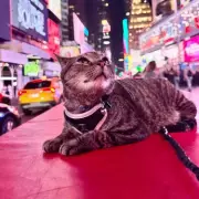 Cat Survives 100-Mile Ride Clinging to Roof of Family Van