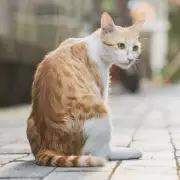 Cat's Turkey Raid Sparks Hygiene Debate After Owner's TikTok Goes Viral