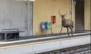 Chaos at Italian Station as 'Santa's Helper' Deer Derails Christmas Train