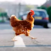Chicken Crossed The Road Joke's Dark Meaning Revealed, Stuns Internet