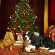 Christmas Gifts for Pets: Expert's Budget-Friendly Guide for UK Owners