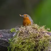 Clean Bird Boxes by December to Attract Robins for Nesting Season