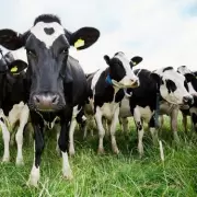 Cow Dung Could Power 10 Million UK Homes, Says GMB Union