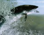 Critically Endangered Atlantic Salmon Return to Three English Rivers After Decade