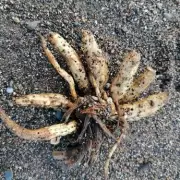Deadly 'Dead Man's Fingers' Plant Washes Up on Cumbrian Coast, Public Warned