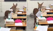 Deer eats exam papers in Chinese classroom: School mascot's snack attack