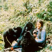 Dian Fossey's Legacy: Mountain Gorilla Numbers Soar 40 Years After Murder