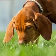 Dog Expert: A 20-Minute 'Sniffari' Beats an Hour's Walk for Canine Health