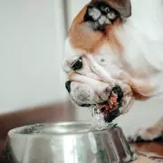 Dog Owner's Viral Reddit Plea: How to Stop a Pet Gulping Water Too Fast
