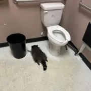 Drunk Raccoon Breaks into Virginia Liquor Store, Wreaks Havoc Before Passing Out