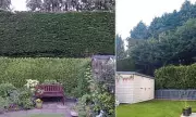 Edinburgh Pensioner Ordered to Trim 40ft Hedge After Neighbours' Light Complaint