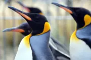 Edinburgh Zoo Cancels Penguin Parade Over Bird Flu Threat